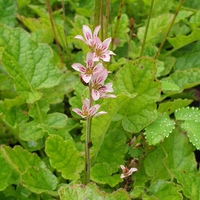 Francoa ramosa 